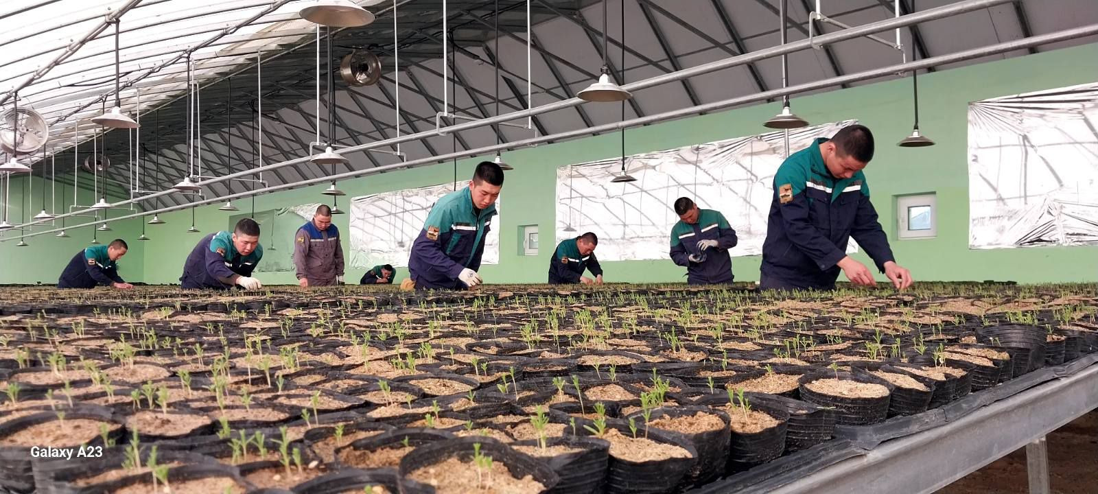 Өвлийн хүлэмжид заг модны үрсэлгээг амжилттай тарьж ургуулжээ